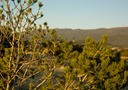San Pedro Overlook Lot 62 Sandia Mountains & Trees