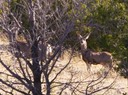 San Pedro Creek Mule Deer