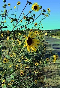 San Pedro Creek NM Sandia Park NM Sunflowers-Edit